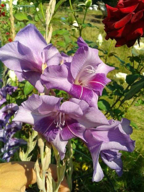 2013_gladiole_49 - 2013_07_Gladiole