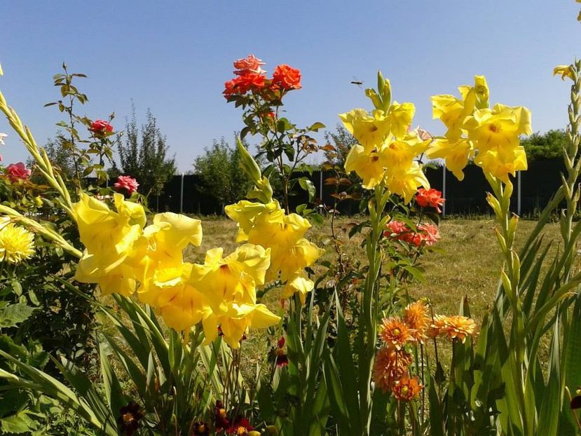 2013_gladiole_51 - 2013_07_Gladiole