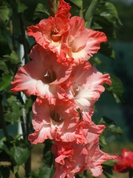 2013_gladiole_54 - 2013_07_Gladiole
