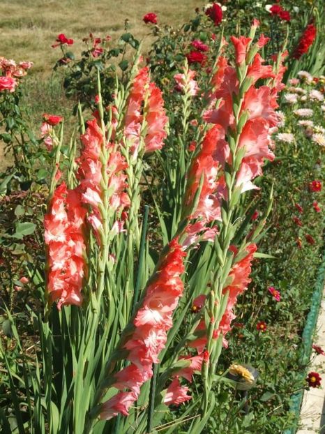 2013_gladiole_55 - 2013_07_Gladiole