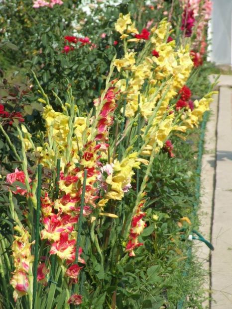 2013_gladiole_60 - 2013_07_Gladiole