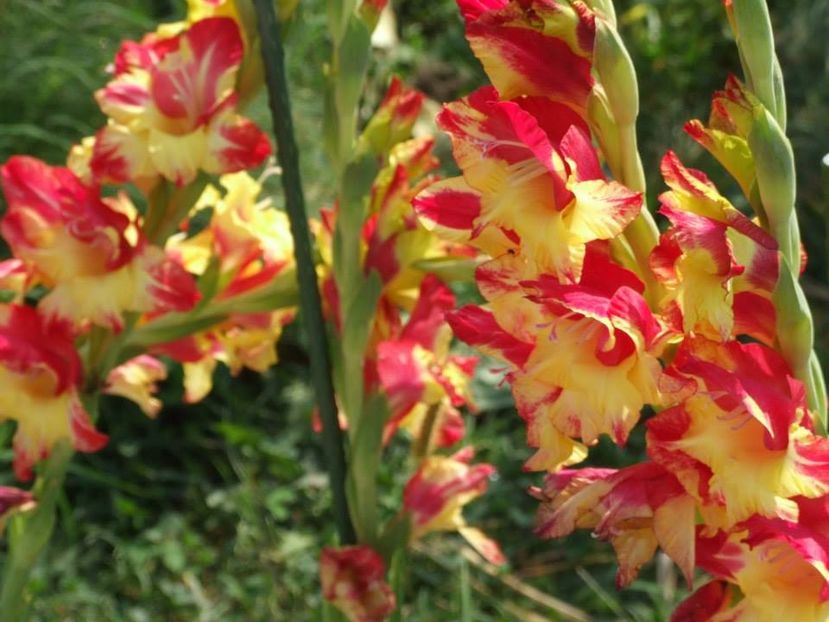 2013_gladiole_61 - 2013_07_Gladiole