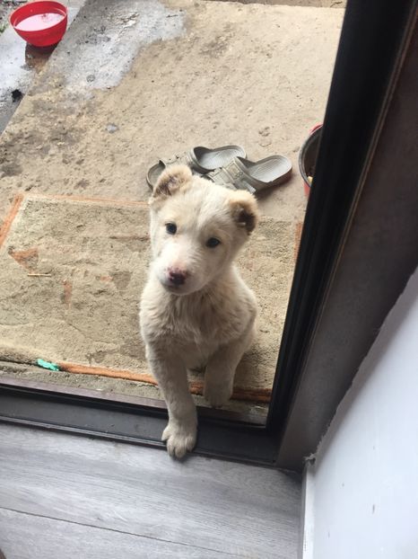 3308D3BB-A748-4ADA-8980-929C1AEE2450 - Ciobănesc de Asia Centrala