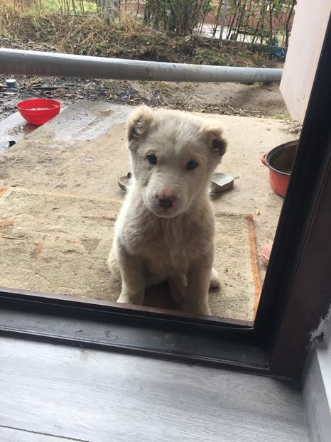 B44BC63C-935E-4DFD-8E6B-508B9D2220D2 - Ciobănesc de Asia Centrala