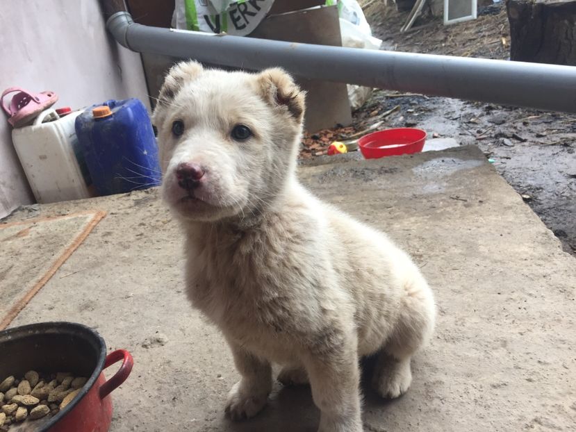 926CE016-D6FF-4BAC-8784-74D5B51BA8DC - Ciobănesc de Asia Centrala