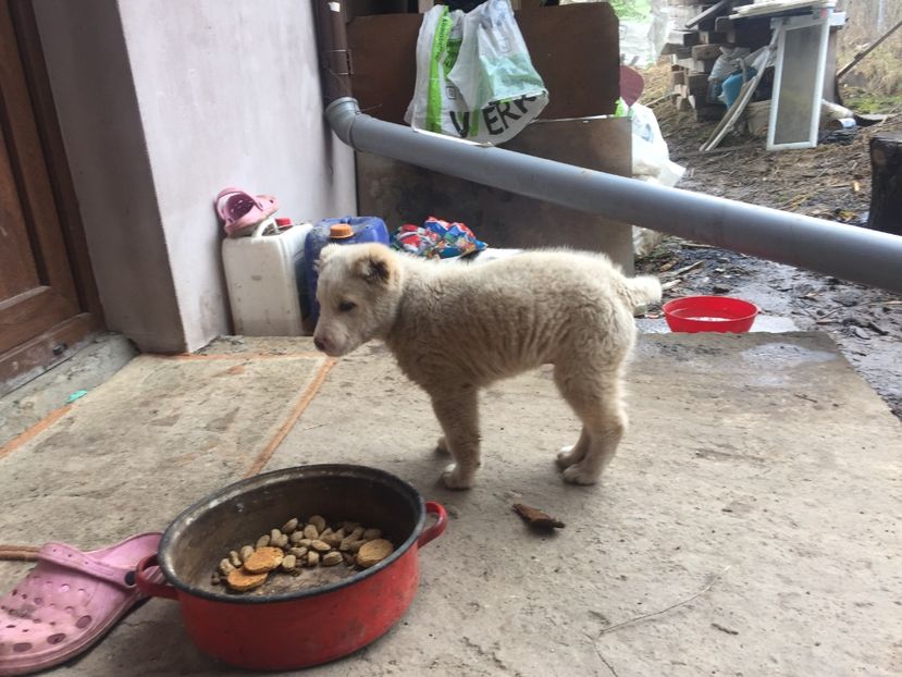 2A0BADE8-ABFE-4964-B072-0A1DE7D17192 - Ciobănesc de Asia Centrala