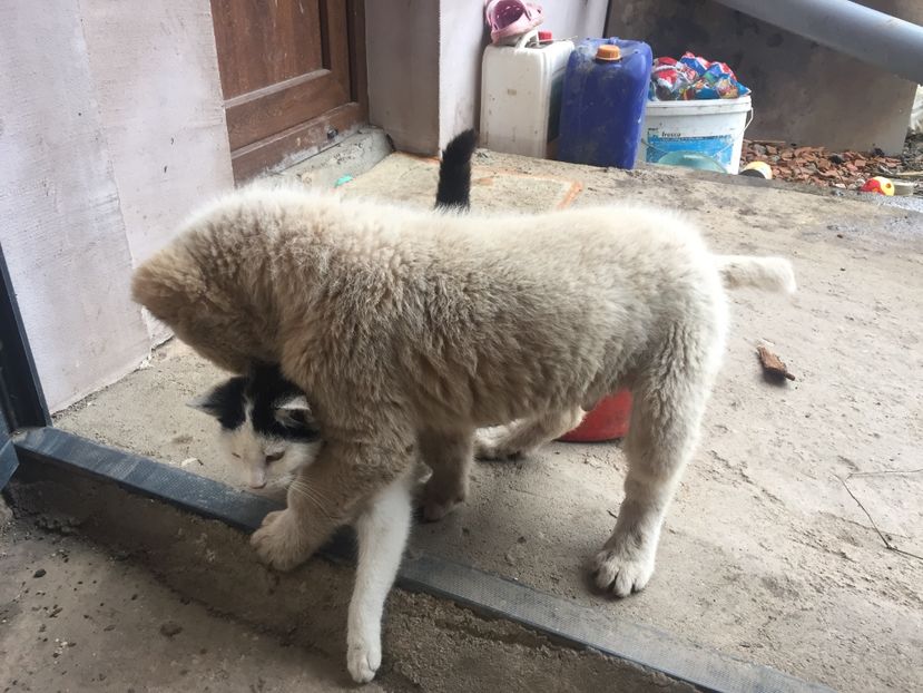 08CBFDAF-CCE2-4F62-9B13-3987AB2B7515 - Ciobănesc de Asia Centrala