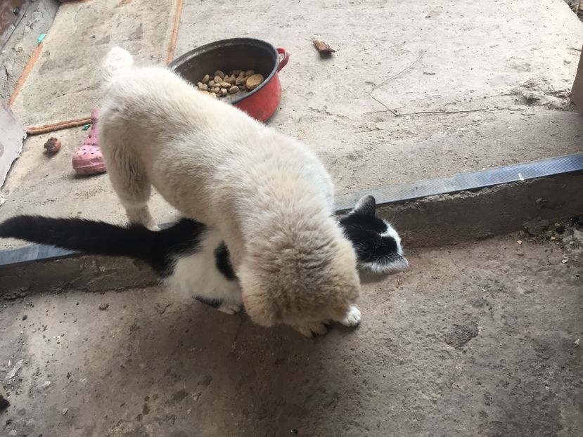 6772A5B2-2468-4230-94C6-DD429BEC62C4 - Ciobănesc de Asia Centrala