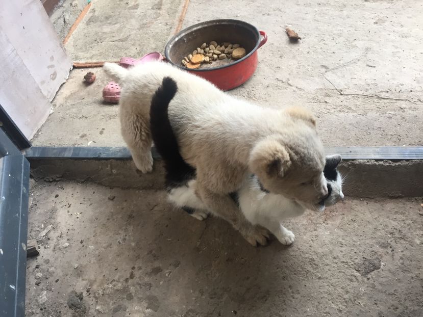 C5499756-EA1D-4F3C-A28E-B867C70B8208 - Ciobănesc de Asia Centrala