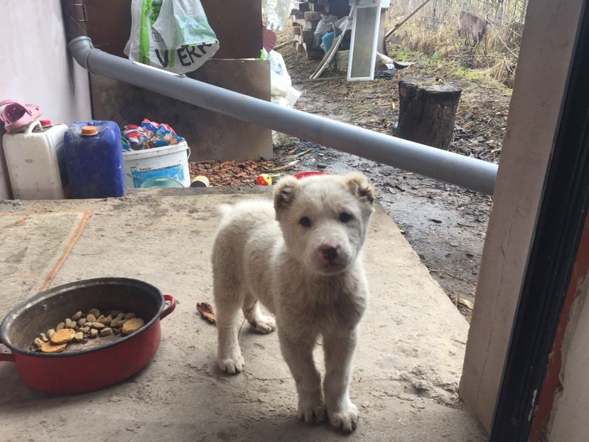 F770F05A-263E-4980-97FD-E6410AD0B460 - Ciobănesc de Asia Centrala