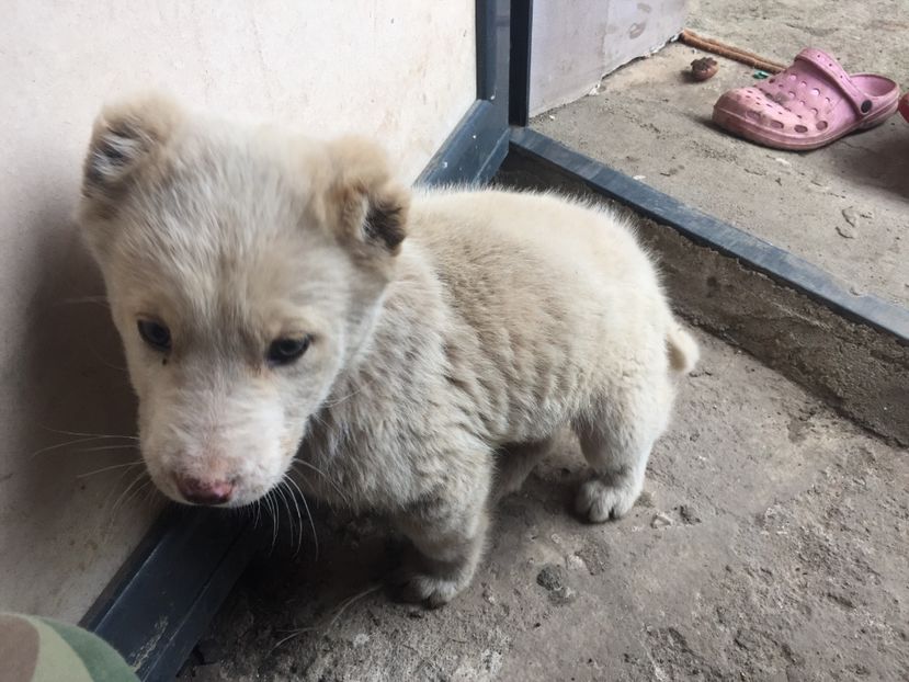 A471F3FC-5B61-4230-BB1E-9B50BD6ED483 - Ciobănesc de Asia Centrala