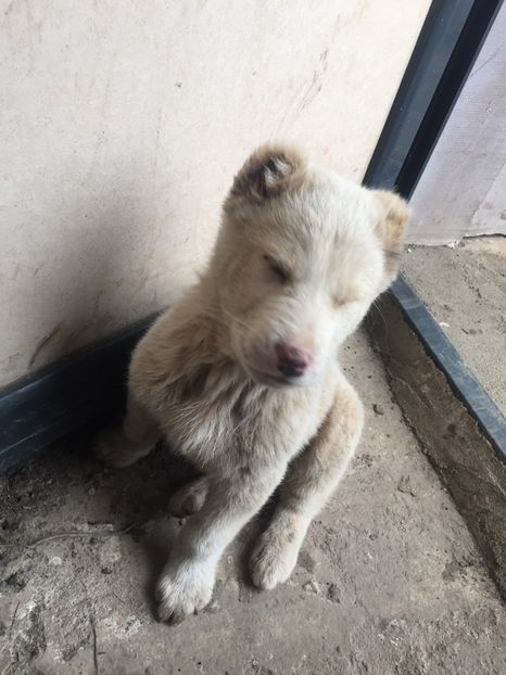 4079E873-5112-4A5A-B017-ADF7119DA423 - Ciobănesc de Asia Centrala