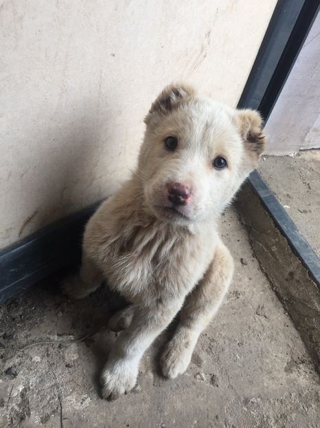 A30BF27B-0BFF-4EFC-AF61-65779AB64DDA - Ciobănesc de Asia Centrala