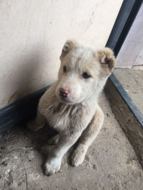 BAC478D2-E7CE-440D-ACED-AFF855BA61F4 - Ciobănesc de Asia Centrala