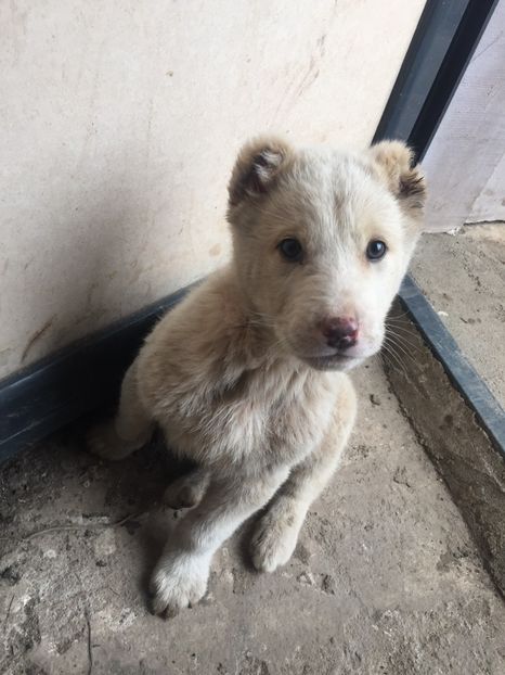 B9846E2E-78F0-43DD-B463-8FF4900A0F90 - Ciobănesc de Asia Centrala