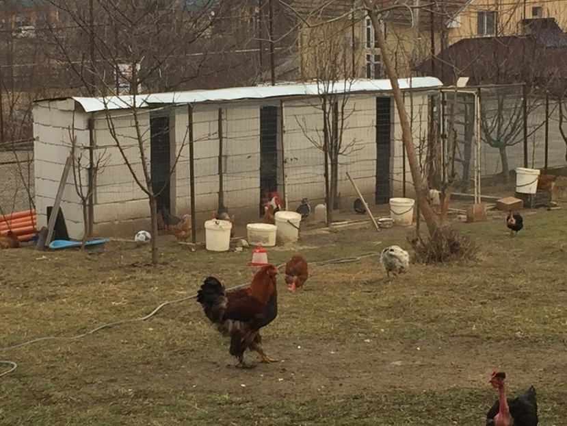 74D517AF-B0D3-41F2-A5E3-A1EB2765F083 - Gaini Brahma