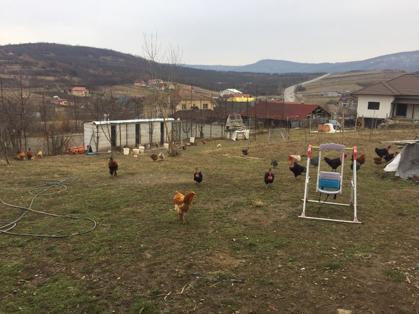 7CF099D0-1B43-4F36-8E68-A490913E2A2A - Gât golaș de Transilvania negru