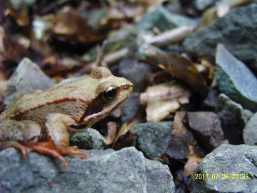 40AE738E-9729-465B-A004-8212D7485D7D - peisaje