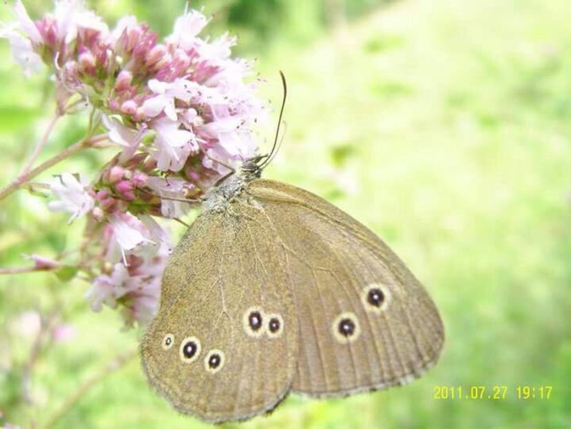 8BD70100-E07A-4A80-AA96-B4F98C94D95F - peisaje