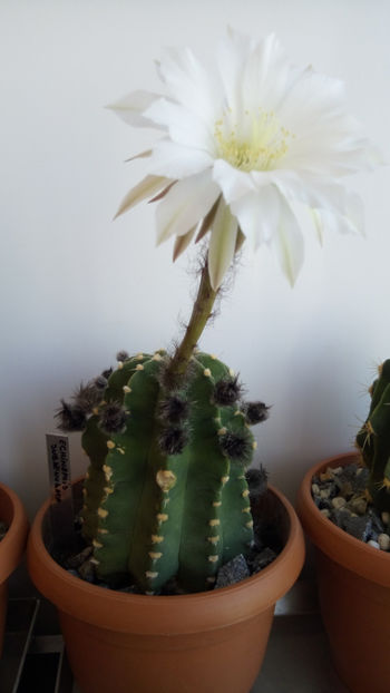 28.05.2017 - Echinopsis subdenudata