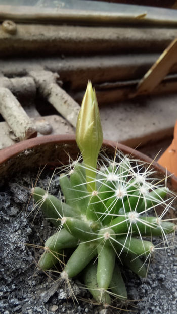 16.06.2017 - Mammillaria longimamma