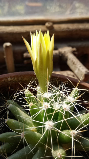 16.06.2017 - Mammillaria longimamma