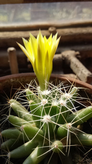 16.06.2017 - Mammillaria longimamma