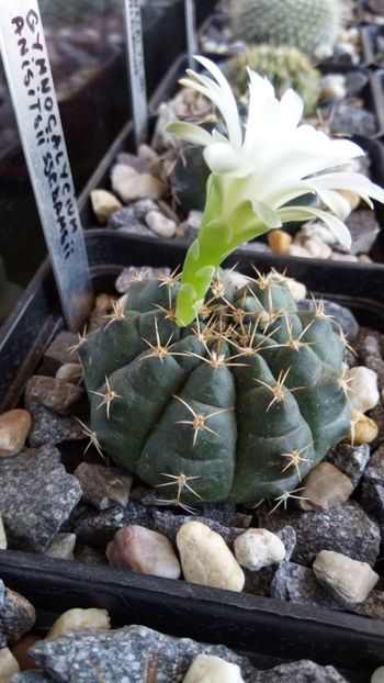 02.08.2017 - Gymnocalycium anisitsii ssp damsii