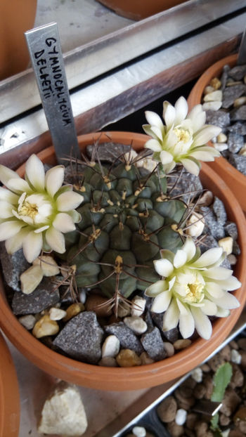 25.07.2017 - Gymnocalycium delaetii