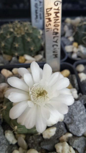 27.06.2017 - Gymnocalycium damsii