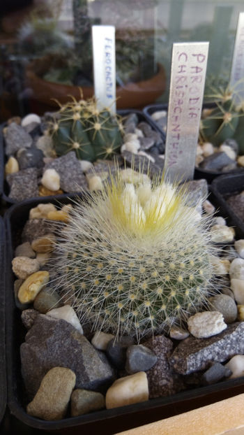 30.04.2017 - Parodia chrysacanthion