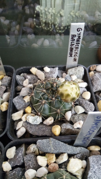 21.04.2017 - Gymnocalycium baldianum