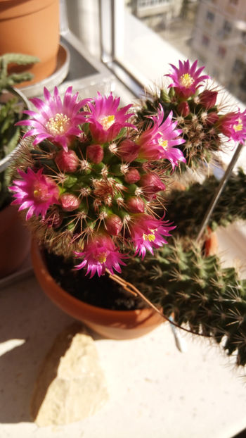 08.03.2017 - Mammillaria backebergiana