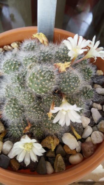 05.05.2017 - Rebutia albiflora