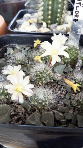 23.05.2017 - Rebutia albiflora