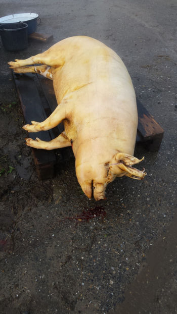 IMG-20171125-WA0002 - 09-02-2018