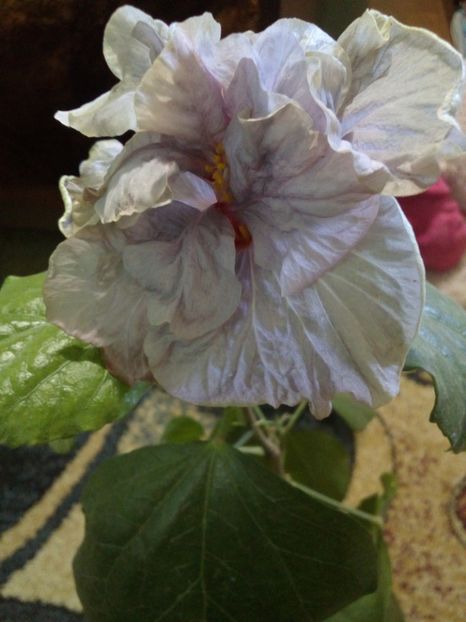  - Hibiscus Petra