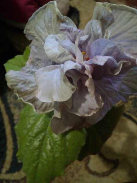  - Hibiscus Petra