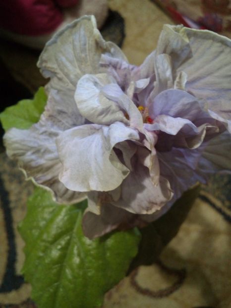  - Hibiscus Petra