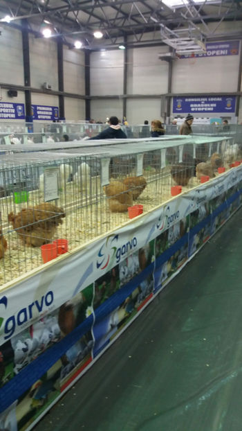  - EXPOZITIA DE PASARI SI ANIMALE OTOPENI 2018