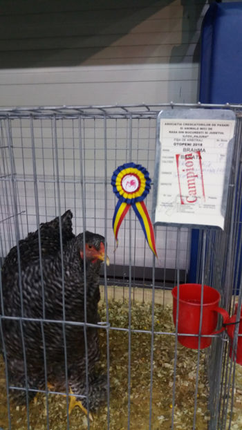  - EXPOZITIA DE PASARI SI ANIMALE OTOPENI 2018