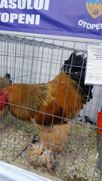  - EXPOZITIA DE PASARI SI ANIMALE OTOPENI 2018