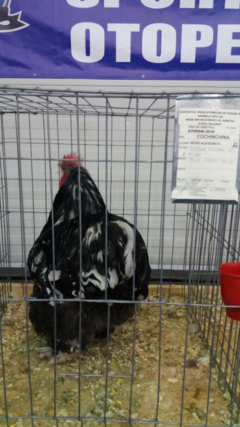  - EXPOZITIA DE PASARI SI ANIMALE OTOPENI 2018