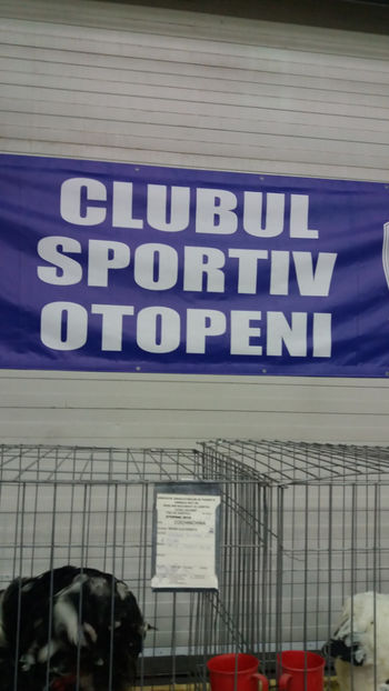  - EXPOZITIA DE PASARI SI ANIMALE OTOPENI 2018