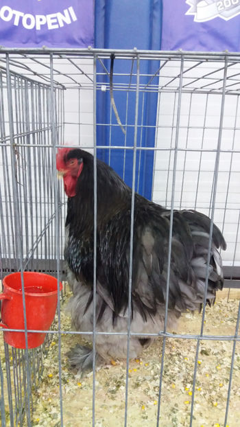  - EXPOZITIA DE PASARI SI ANIMALE OTOPENI 2018