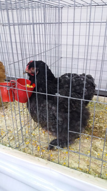  - EXPOZITIA DE PASARI SI ANIMALE OTOPENI 2018