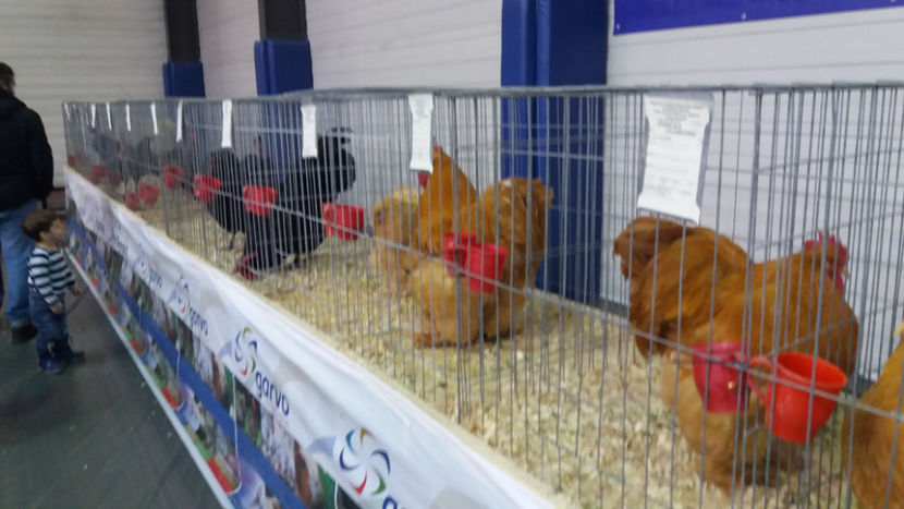  - EXPOZITIA DE PASARI SI ANIMALE OTOPENI 2018