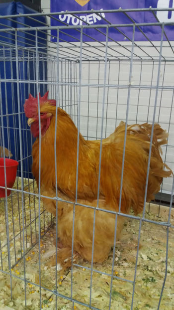  - EXPOZITIA DE PASARI SI ANIMALE OTOPENI 2018