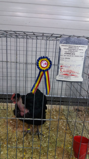  - EXPOZITIA DE PASARI SI ANIMALE OTOPENI 2018