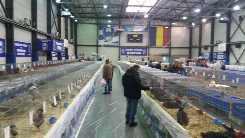  - EXPOZITIA DE PASARI SI ANIMALE OTOPENI 2018